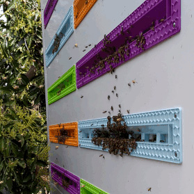  BEEWAZE כוורת רובוטית